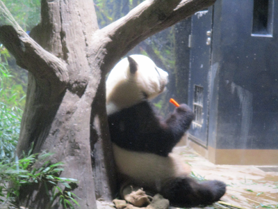 パンダ